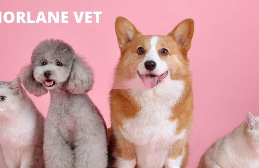 Norlane Vet: Expert Care for Your Pets